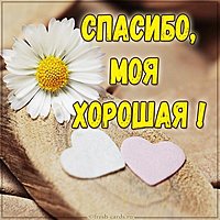 Бесплатная открытка спасибо моя хорошая