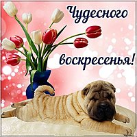 Чудесного воскресенья картинка прикольная