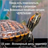 День черепахи картинка прикольная