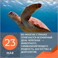 День черепахи картинка с цитатами