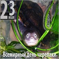 День черепахи картинка