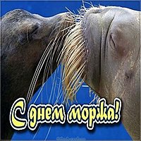 День моржа прикольная картинка