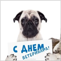 День ветеринара картинка прикольная