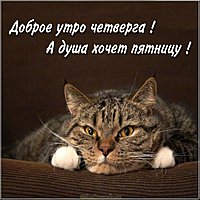 Доброе утро четверга картинка прикольная