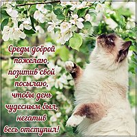 Доброй среды картинка прикольная с надписями