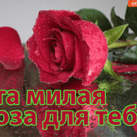 Открытка с алой розой и лепестками — эта милая роза