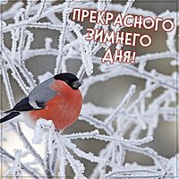 Фото прекрасного зимнего дня