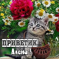 Картинка Алена приветик