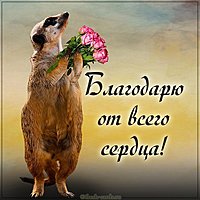 Картинка благодарю прикольная с надписью