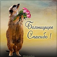 Картинка большущее спасибо красивая