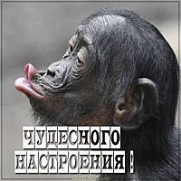 Картинка чудесного настроения прикольная