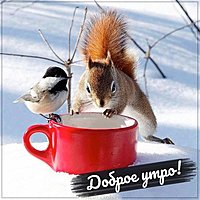 Картинка доброе утро со снегом прикольная