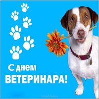 Картинка с днем ветеринара