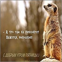 Картинка с добрым утром пятницы прикольная друзьям
