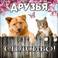 Картинка спасибо друзья