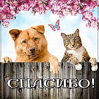 Картинка спасибо прикольная смешная красивая