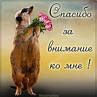 Картинка спасибо за внимание ко мне