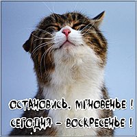 Картинка воскресенье прикольная друзьям