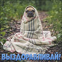 Картинка выздоравливай шуточная