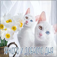 Картинка яркого и доброго дня кошечки