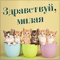 Картинка здравствуй милая