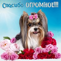 Милейшая собачка в цветочках