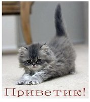 От милого котёнка приветик