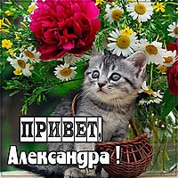 Открытка Александра привет