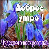 Открытка доброе утро хорошего воскресенья