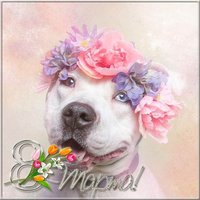 Открытка электронная к 8 марта фото