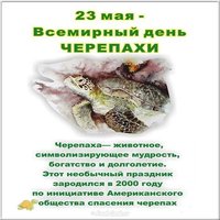 Открытка красивая с днем черепахи