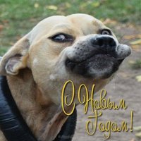 Открытка на новый год с собакой