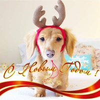 Открытка новый год 2018 год собака