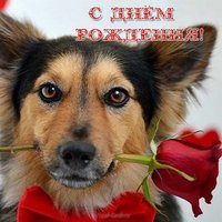 Открытка поздравление с днем рождения с собаками