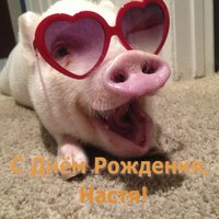 Открытка прикольная с днём рождения Настя