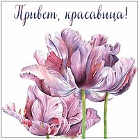 Открытка привет красавица