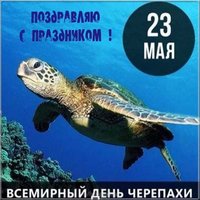 Открытка с днем черепахи