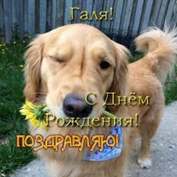 Открытка с днем рождения Галя прикольная
