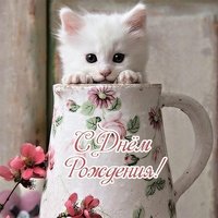 Открытка с днем рождения кошки