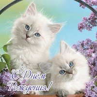 Открытка с днем рождения котята