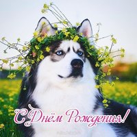 Открытка с днем рождения с хаски