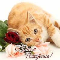 Открытка с днем рождения с котенком фото