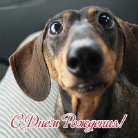 Открытка с днем рождения с таксой