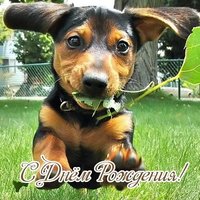 Открытка с днем рождения такса