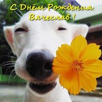 Открытка с днем рождения Вячеславу прикольная