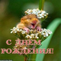 Открытка с днём рождения хомяк