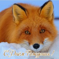 Открытка с днём рождения лиса