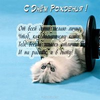 Открытка с днём рождения мужчине с котами