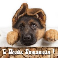 Открытка с днём рождения мужчине с собаками