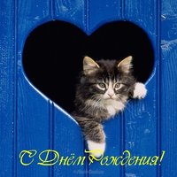Открытка с днём рождения с котиками